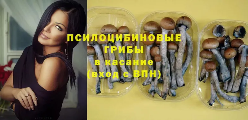 Псилоцибиновые грибы Psilocybine cubensis  Правдинск 